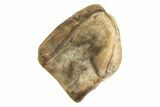 Fossil Dinosaur (Leptoceratops) Shed Tooth - Montana #338977-1